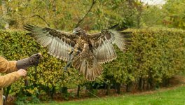 Incoming.jpg Incoming.jpg