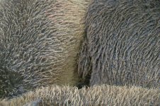 _7813254.jpg _7813254.jpg