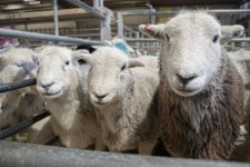 SON00065.jpg SON00065.jpg