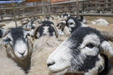 SON00218.jpg SON00218.jpg