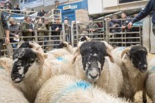 SON00243.jpg SON00243.jpg