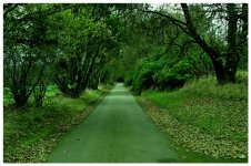 Drive to big house.JPG