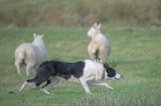 _7816386.jpg _7816386.jpg