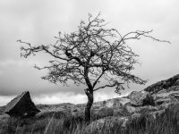 014 Lone Tree 2 on Kings Tor 01-1702 PS Adj Upload.jpg 014 Lone Tree 2 on Kings Tor 01-1702 PS Adj Upload.jpg
