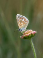 _G2A5339-Edit.jpg _G2A5339-Edit.jpg