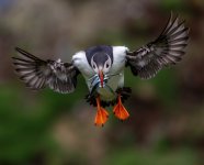 _G2A7479-Edit.jpg _G2A7479-Edit.jpg