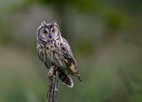 _X4A3774-Edit.jpg _X4A3774-Edit.jpg