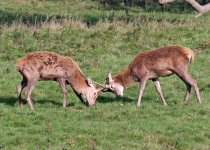 033_2000_1428_deer.JPG