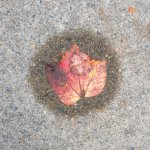 Week 43 - Circles 2.JPG Week 43 - Circles 2.JPG