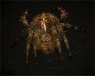 orbWeaver18-topaz1024b.jpg