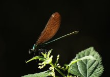damselfly-comp.jpg damselfly-comp.jpg