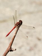 red-darter.jpg red-darter.jpg