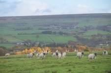 _7813332.jpg _7813332.jpg