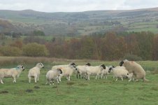 _7813346.jpg _7813346.jpg