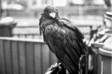 Bedragled.jpg Bedragled.jpg