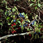 Haws and Sloes.jpg Haws and Sloes.jpg