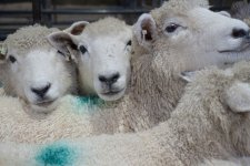 SON00472.jpg SON00472.jpg