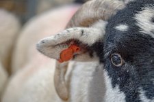 SON00545.jpg SON00545.jpg