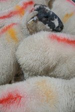 SON00549.jpg SON00549.jpg