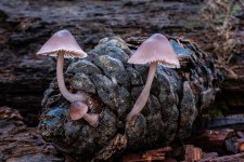 Mycena seynii sml.jpg