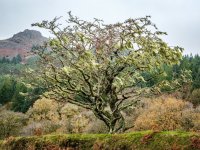 011 Lone Tree 01-3659 PS Adj Upload.jpg 011 Lone Tree 01-3659 PS Adj Upload.jpg