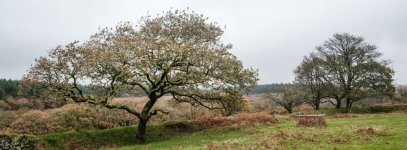 021 Two Trees 01-3676 PS Adj Upload.jpg 021 Two Trees 01-3676 PS Adj Upload.jpg