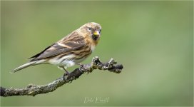 IMGL9230 LRC PS JP.jpg