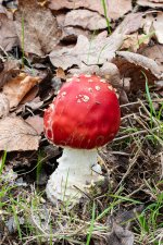 amanita-muscari.jpg
