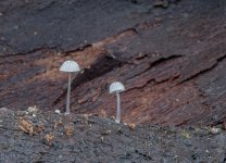 mycena-tenerrima-sml.jpg