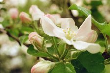 Apple Blossom T50 + Proxar.jpg Apple Blossom T50 + Proxar.jpg