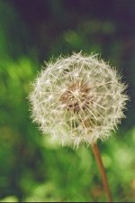 Dandelion Bokeh Web.jpg Dandelion Bokeh Web.jpg