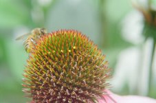 Bee on Flower Tessar 50 + Proxar.jpg Bee on Flower Tessar 50 + Proxar.jpg