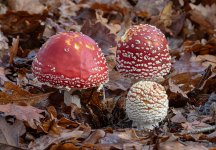 fly-agaric.jpg