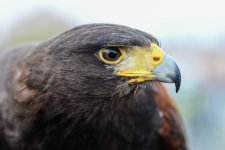 Voracious Vermin Hunter.jpg