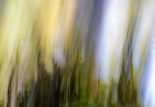 Week 47 - Abstract Trees on Fire.JPG Week 47 - Abstract Trees on Fire.JPG