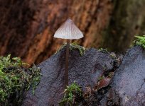 mycena-stipata.jpg