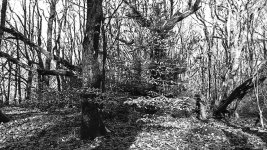 Barney tree-.jpg Barney tree-.jpg