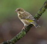 Female Greenfinch 10 Nov  2025.jpg
