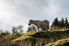 011 Backlit Pony 01-3893 PS Adj Upload.jpg