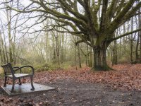 Week 50 - Past-120025.JPG