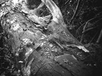 Weird black fungus.jpg Weird black fungus.jpg