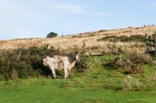 002 Ponies 01-3000128 PS Adj Upload.jpg