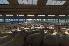 _SON0955.jpg _SON0955.jpg