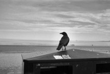 2510APMXBW11 Sunday crow.jpg