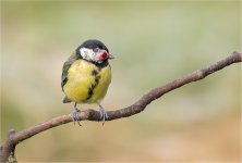 IMGL9373 LRC PS JP tp.jpg IMGL9373 LRC PS JP tp.jpg