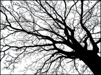 Bare tree sillouette G2 P1210492.jpg