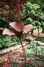 000082500001 poppies.jpg