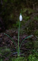 snowdrop-sml.jpg