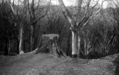 TreeTrunk.jpg TreeTrunk.jpg