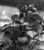 Hellebore.jpg Hellebore.jpg